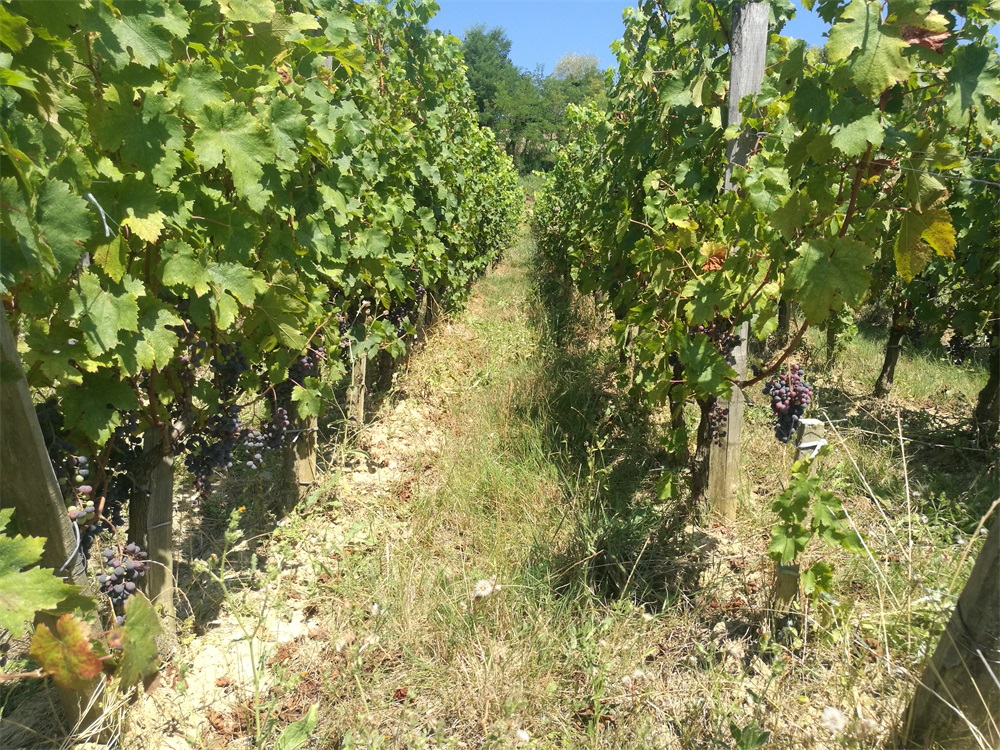 宅男黄色网址红酒庄需要多少资金投入