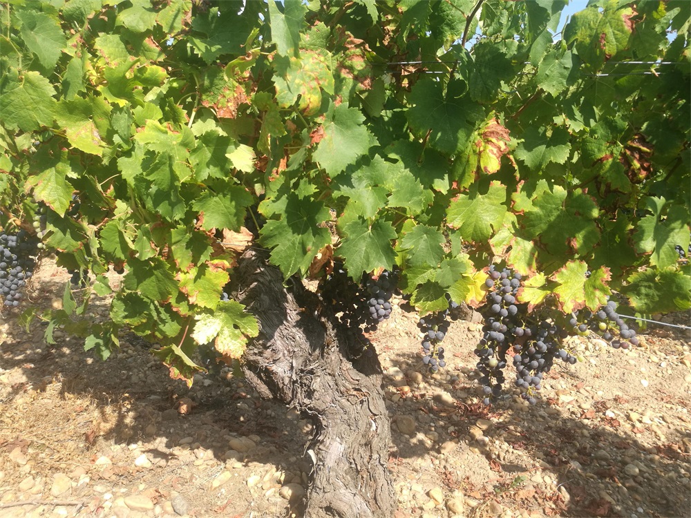 目前做红酒生意如何起步