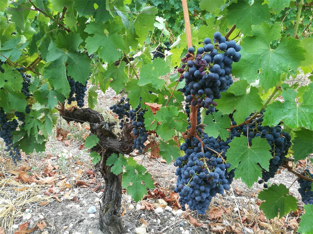 怎样寻找进口红酒货源好呢